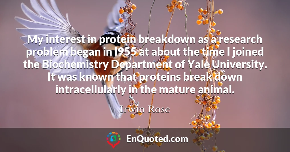 My interest in protein breakdown as a research problem began in l955 at about the time I joined the Biochemistry Department of Yale University. It was known that proteins break down intracellularly in the mature animal.