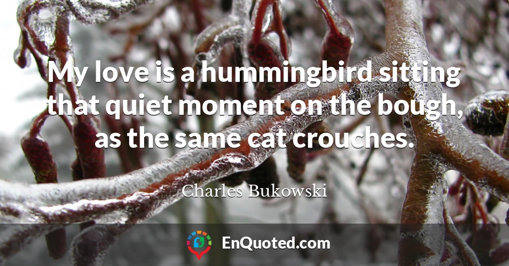 My love is a hummingbird sitting that quiet moment on the bough, as the same cat crouches.