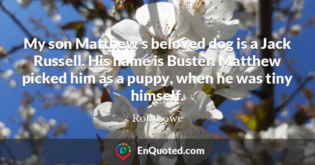 My son Matthew's beloved dog is a Jack Russell. His name is Buster. Matthew picked him as a puppy, when he was tiny himself.