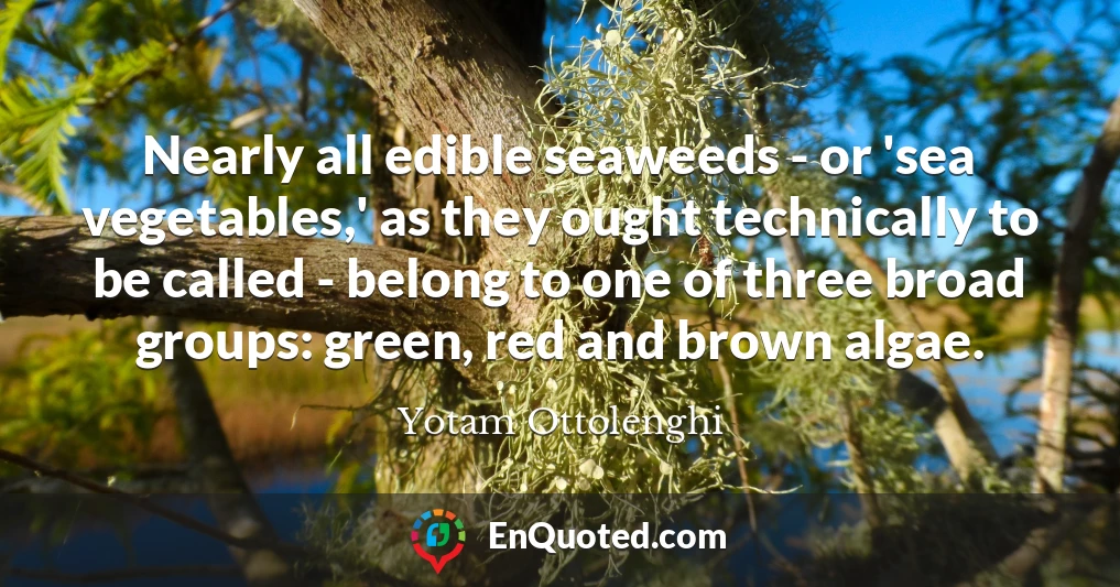 Nearly all edible seaweeds - or 'sea vegetables,' as they ought technically to be called - belong to one of three broad groups: green, red and brown algae.