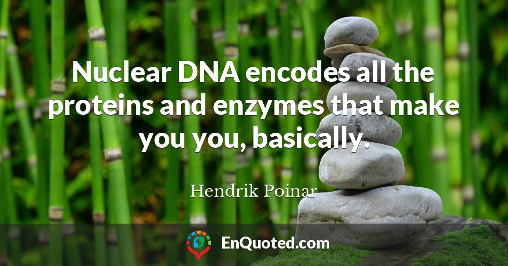 Nuclear DNA encodes all the proteins and enzymes that make you you, basically.