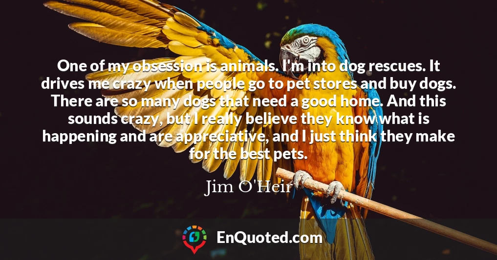 One of my obsession is animals. I'm into dog rescues. It drives me crazy when people go to pet stores and buy dogs. There are so many dogs that need a good home. And this sounds crazy, but I really believe they know what is happening and are appreciative, and I just think they make for the best pets.