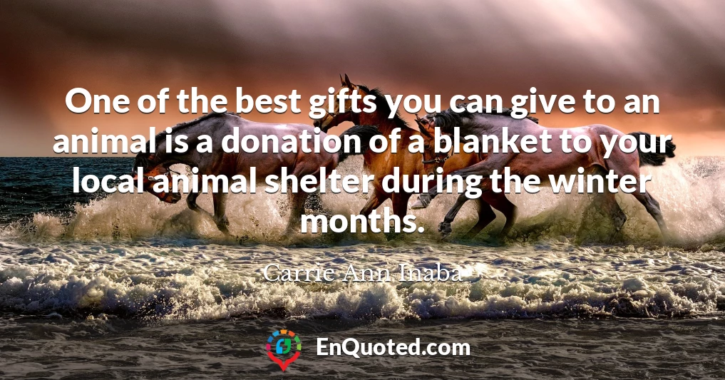 One of the best gifts you can give to an animal is a donation of a blanket to your local animal shelter during the winter months.