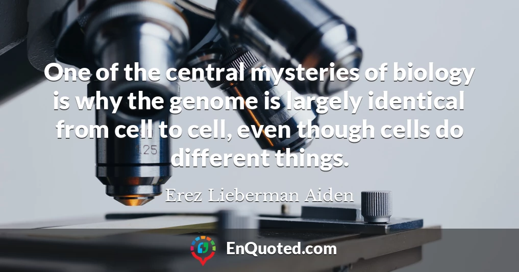 One of the central mysteries of biology is why the genome is largely identical from cell to cell, even though cells do different things.