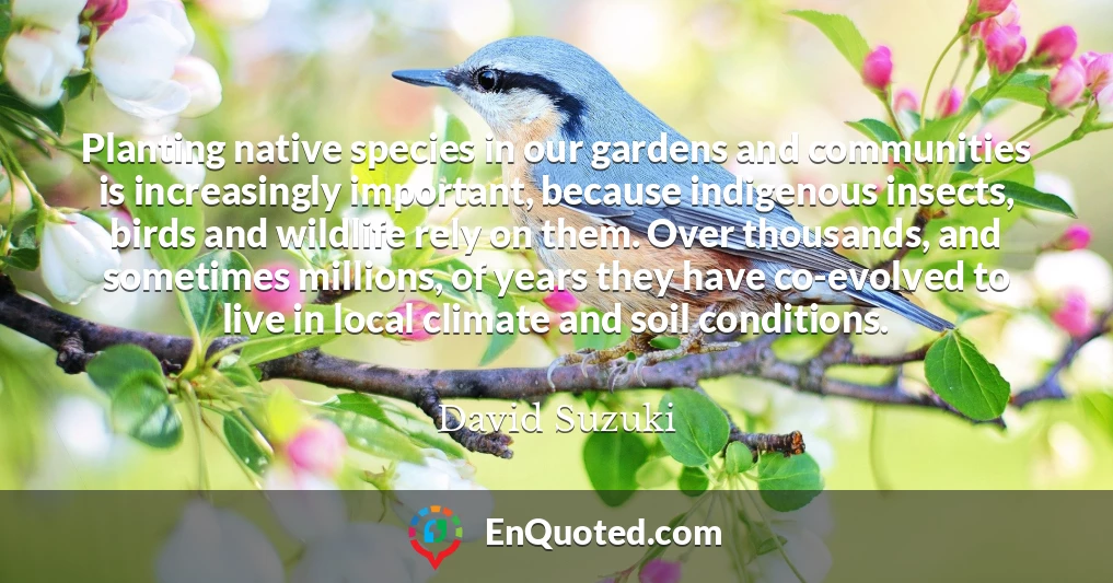 Planting native species in our gardens and communities is increasingly important, because indigenous insects, birds and wildlife rely on them. Over thousands, and sometimes millions, of years they have co-evolved to live in local climate and soil conditions.