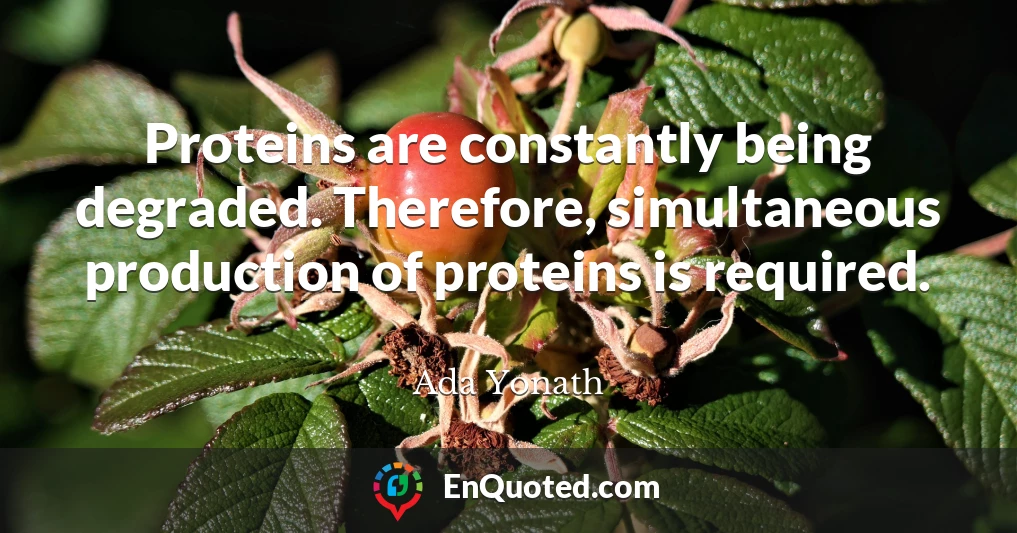 Proteins are constantly being degraded. Therefore, simultaneous production of proteins is required.
