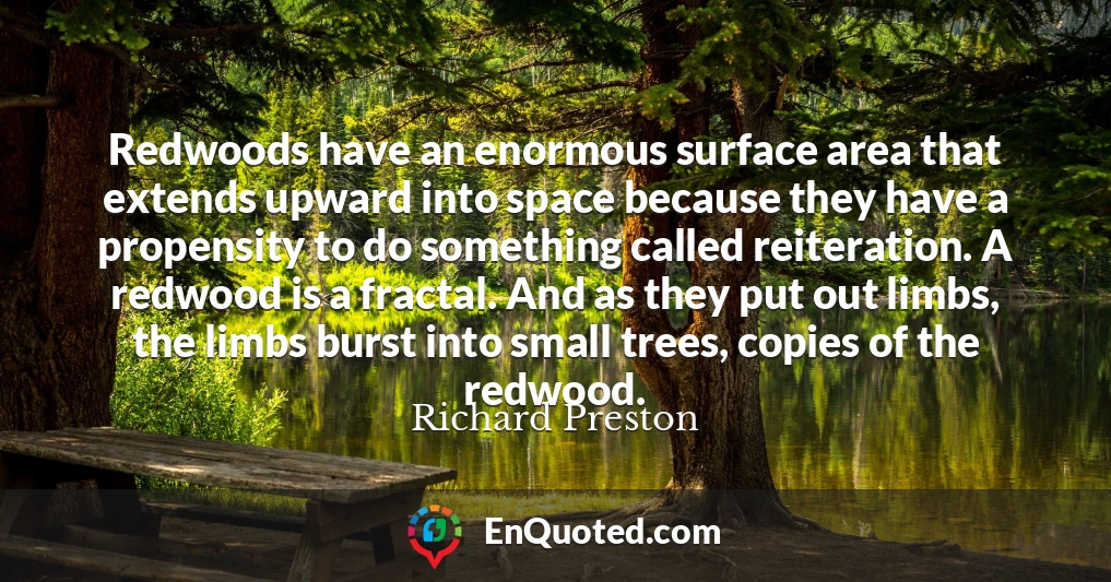 Redwoods have an enormous surface area that extends upward into space because they have a propensity to do something called reiteration. A redwood is a fractal. And as they put out limbs, the limbs burst into small trees, copies of the redwood.