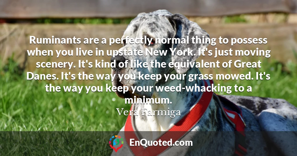 Ruminants are a perfectly normal thing to possess when you live in upstate New York. It's just moving scenery. It's kind of like the equivalent of Great Danes. It's the way you keep your grass mowed. It's the way you keep your weed-whacking to a minimum.