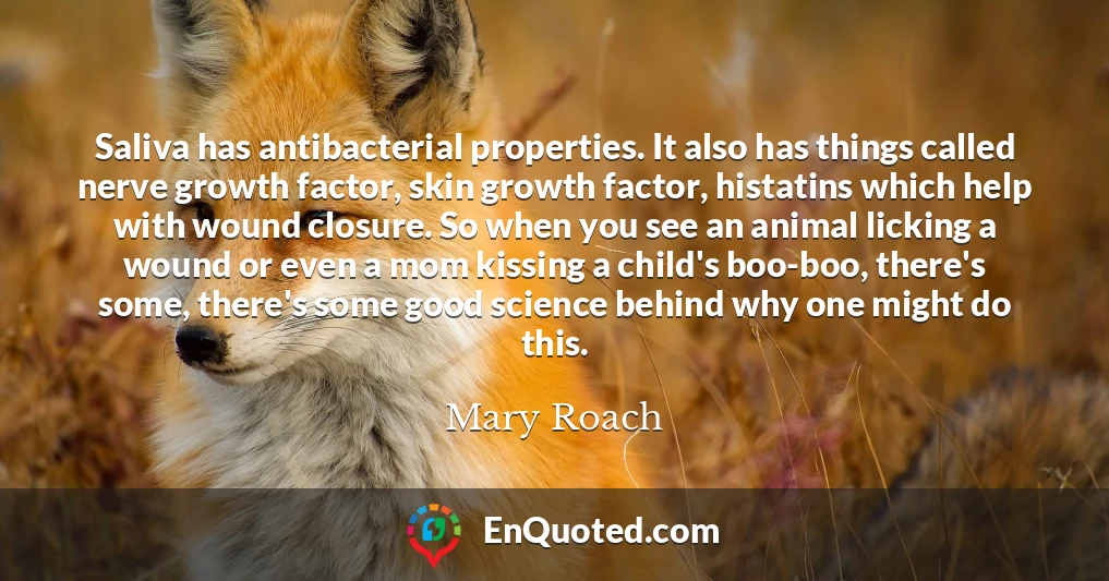 Saliva has antibacterial properties. It also has things called nerve growth factor, skin growth factor, histatins which help with wound closure. So when you see an animal licking a wound or even a mom kissing a child's boo-boo, there's some, there's some good science behind why one might do this.