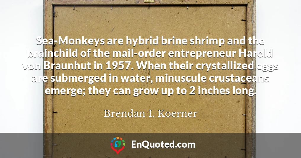 Sea-Monkeys are hybrid brine shrimp and the brainchild of the mail-order entrepreneur Harold von Braunhut in 1957. When their crystallized eggs are submerged in water, minuscule crustaceans emerge; they can grow up to 2 inches long.