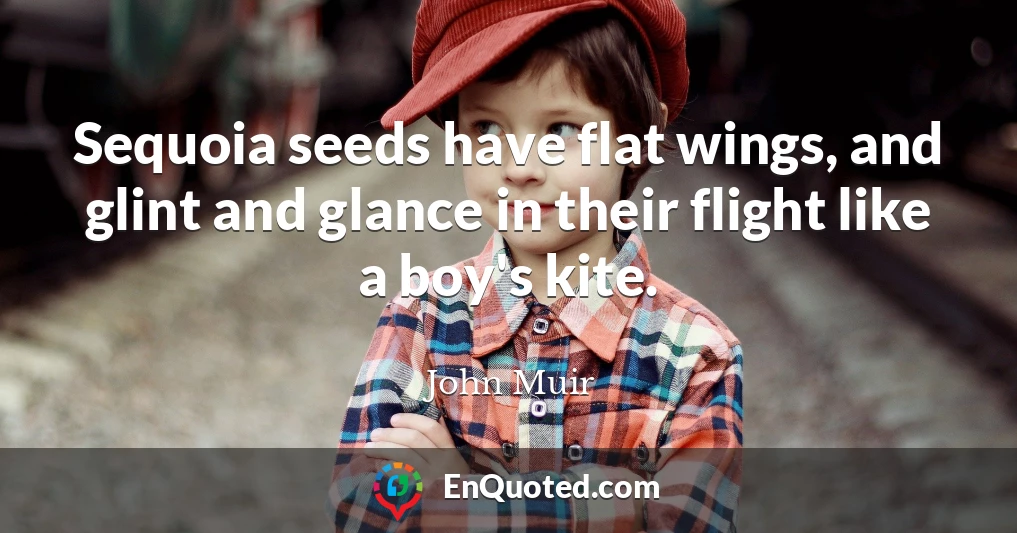 Sequoia seeds have flat wings, and glint and glance in their flight like a boy's kite.