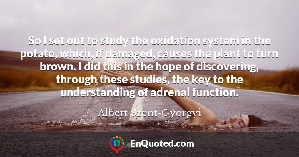So I set out to study the oxidation system in the potato, which, if damaged, causes the plant to turn brown. I did this in the hope of discovering, through these studies, the key to the understanding of adrenal function.