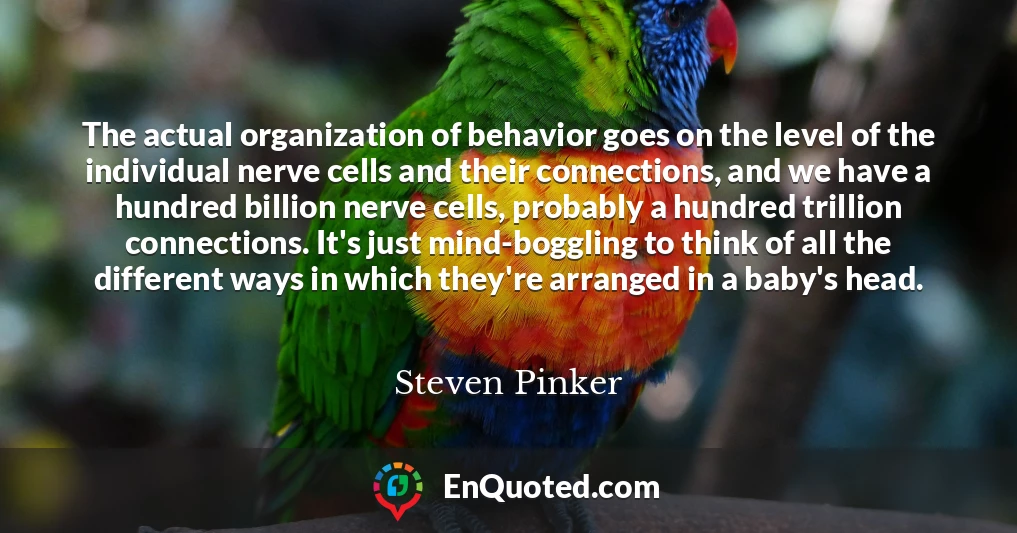 The actual organization of behavior goes on the level of the individual nerve cells and their connections, and we have a hundred billion nerve cells, probably a hundred trillion connections. It's just mind-boggling to think of all the different ways in which they're arranged in a baby's head.