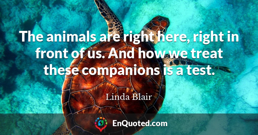 The animals are right here, right in front of us. And how we treat these companions is a test.