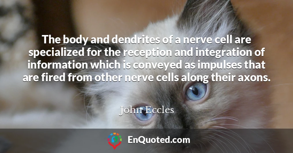 The body and dendrites of a nerve cell are specialized for the reception and integration of information which is conveyed as impulses that are fired from other nerve cells along their axons.