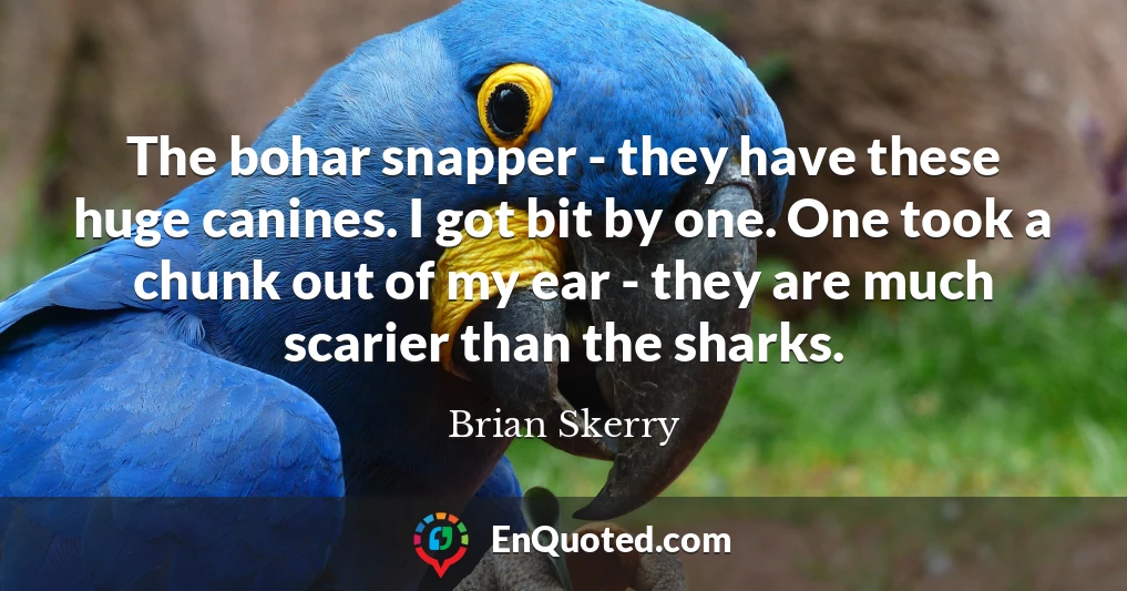 The bohar snapper - they have these huge canines. I got bit by one. One took a chunk out of my ear - they are much scarier than the sharks.