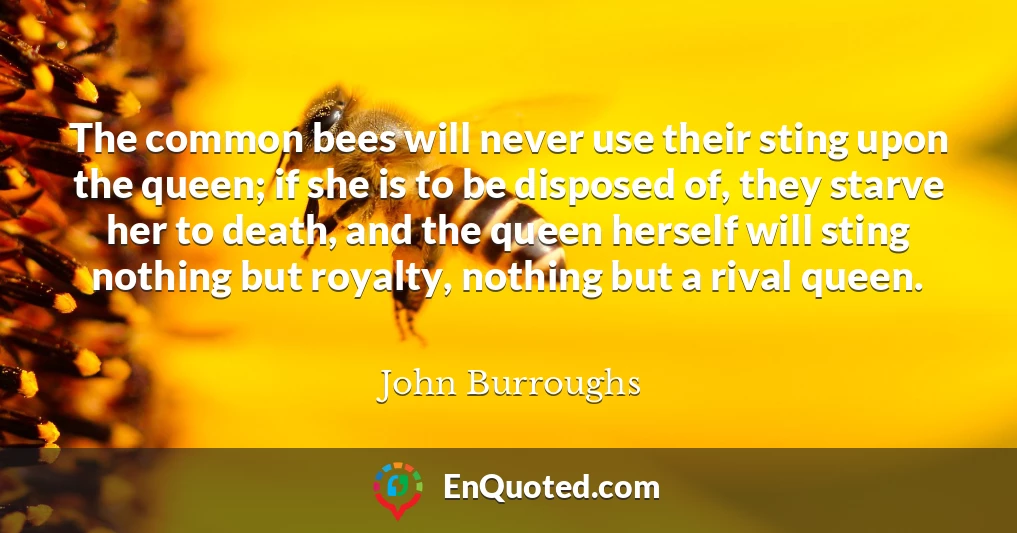 The common bees will never use their sting upon the queen; if she is to be disposed of, they starve her to death, and the queen herself will sting nothing but royalty, nothing but a rival queen.