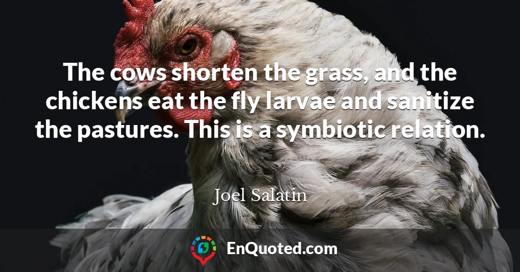The cows shorten the grass, and the chickens eat the fly larvae and sanitize the pastures. This is a symbiotic relation.
