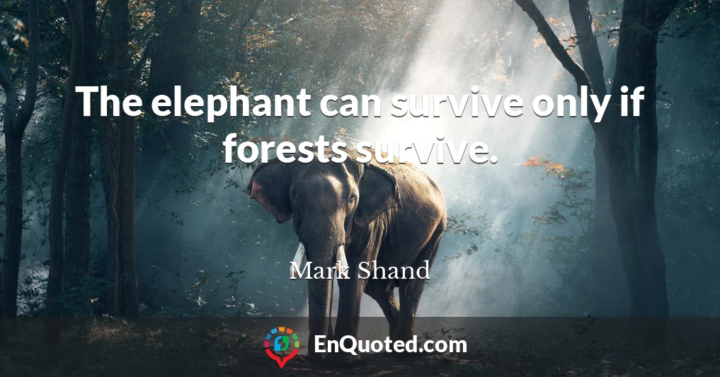 The elephant can survive only if forests survive.
