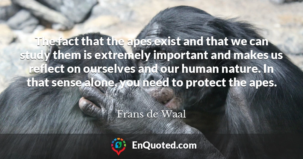 The fact that the apes exist and that we can study them is extremely important and makes us reflect on ourselves and our human nature. In that sense alone, you need to protect the apes.