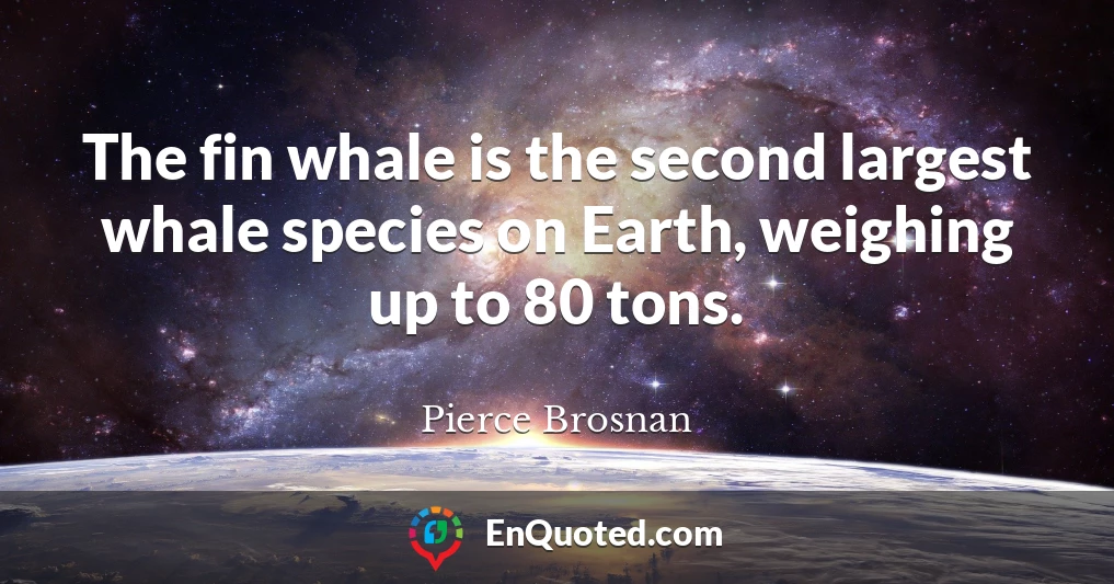 The fin whale is the second largest whale species on Earth, weighing up to 80 tons.