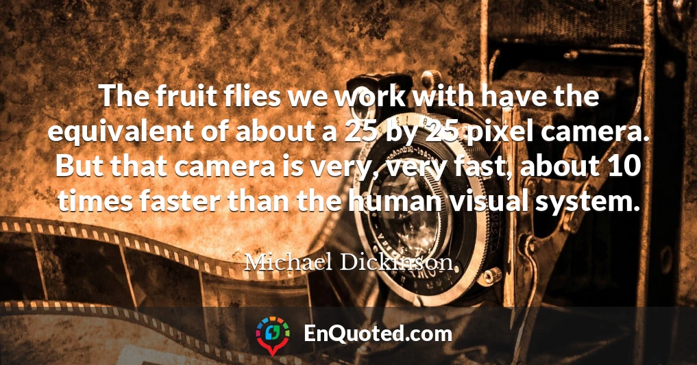 The fruit flies we work with have the equivalent of about a 25 by 25 pixel camera. But that camera is very, very fast, about 10 times faster than the human visual system.