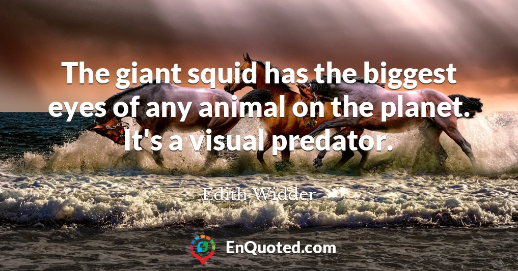 The giant squid has the biggest eyes of any animal on the planet. It's a visual predator.