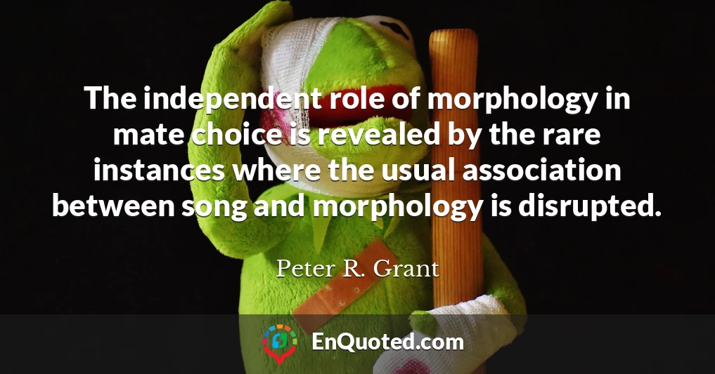 The independent role of morphology in mate choice is revealed by the rare instances where the usual association between song and morphology is disrupted.