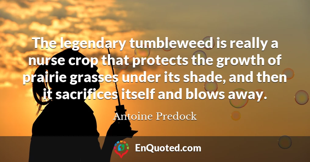 The legendary tumbleweed is really a nurse crop that protects the growth of prairie grasses under its shade, and then it sacrifices itself and blows away.