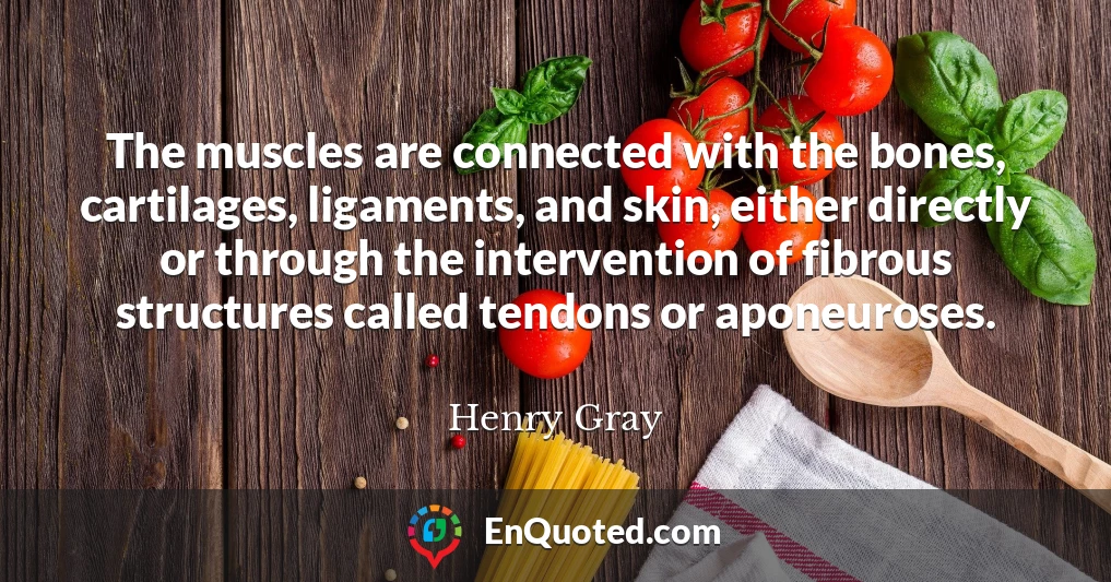 The muscles are connected with the bones, cartilages, ligaments, and skin, either directly or through the intervention of fibrous structures called tendons or aponeuroses.