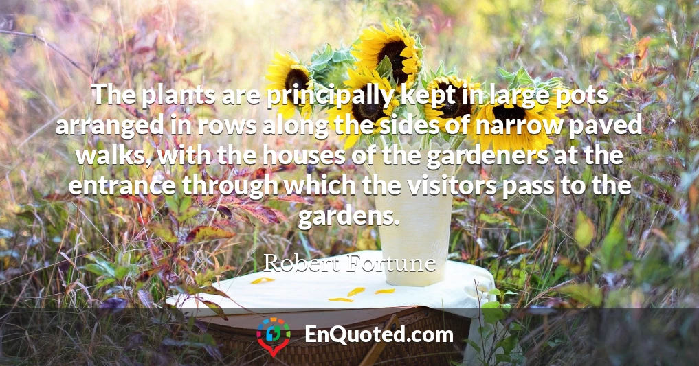 The plants are principally kept in large pots arranged in rows along the sides of narrow paved walks, with the houses of the gardeners at the entrance through which the visitors pass to the gardens.