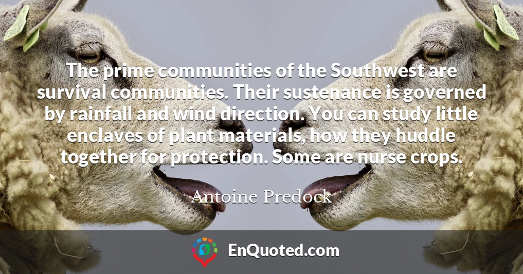 The prime communities of the Southwest are survival communities. Their sustenance is governed by rainfall and wind direction. You can study little enclaves of plant materials, how they huddle together for protection. Some are nurse crops.