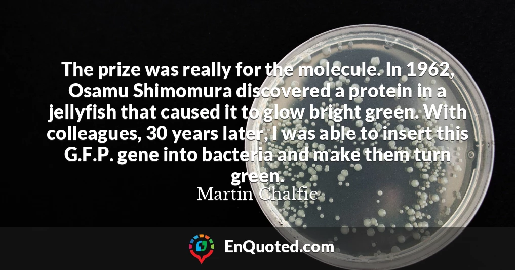 The prize was really for the molecule. In 1962, Osamu Shimomura discovered a protein in a jellyfish that caused it to glow bright green. With colleagues, 30 years later, I was able to insert this G.F.P. gene into bacteria and make them turn green.