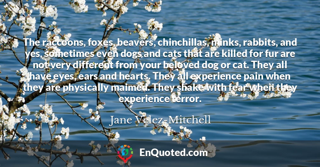The raccoons, foxes, beavers, chinchillas, minks, rabbits, and yes, sometimes even dogs and cats that are killed for fur are not very different from your beloved dog or cat. They all have eyes, ears and hearts. They all experience pain when they are physically maimed. They shake with fear when they experience terror.