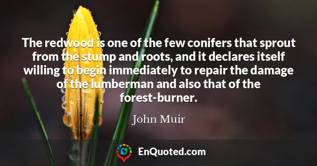 The redwood is one of the few conifers that sprout from the stump and roots, and it declares itself willing to begin immediately to repair the damage of the lumberman and also that of the forest-burner.