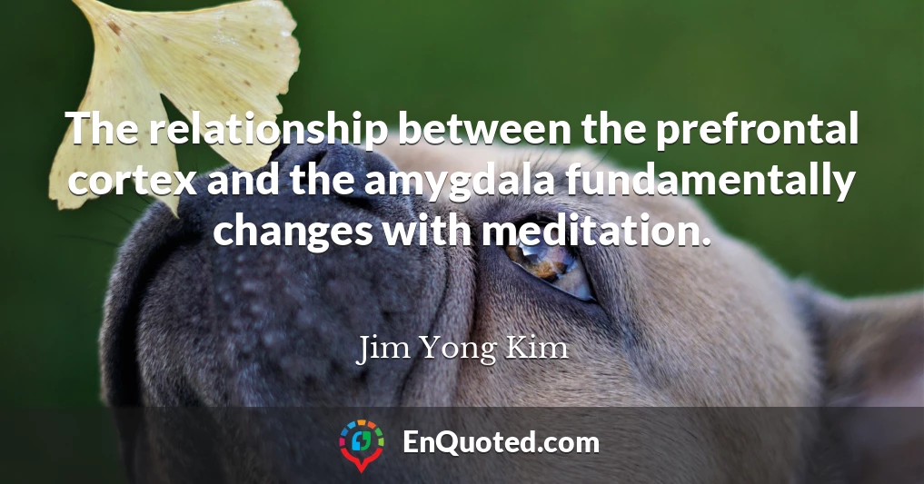 The relationship between the prefrontal cortex and the amygdala fundamentally changes with meditation.