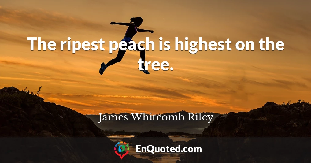 The ripest peach is highest on the tree.