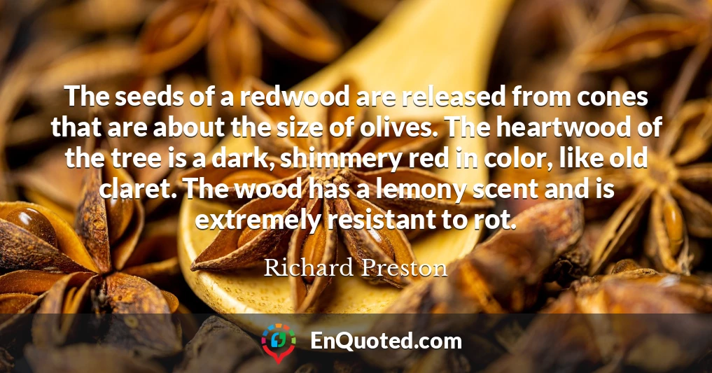 The seeds of a redwood are released from cones that are about the size of olives. The heartwood of the tree is a dark, shimmery red in color, like old claret. The wood has a lemony scent and is extremely resistant to rot.