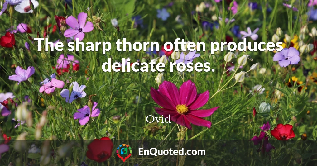 The sharp thorn often produces delicate roses.