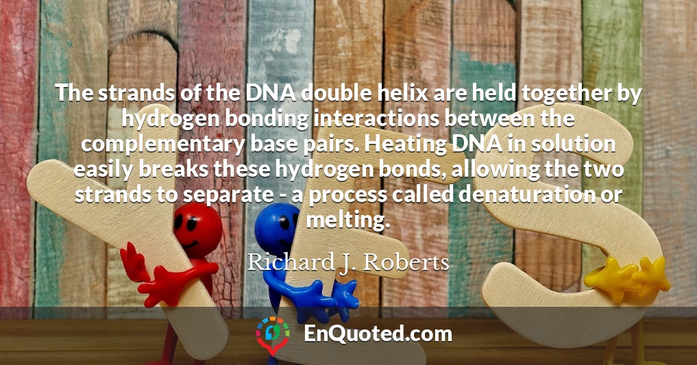 The strands of the DNA double helix are held together by hydrogen bonding interactions between the complementary base pairs. Heating DNA in solution easily breaks these hydrogen bonds, allowing the two strands to separate - a process called denaturation or melting.