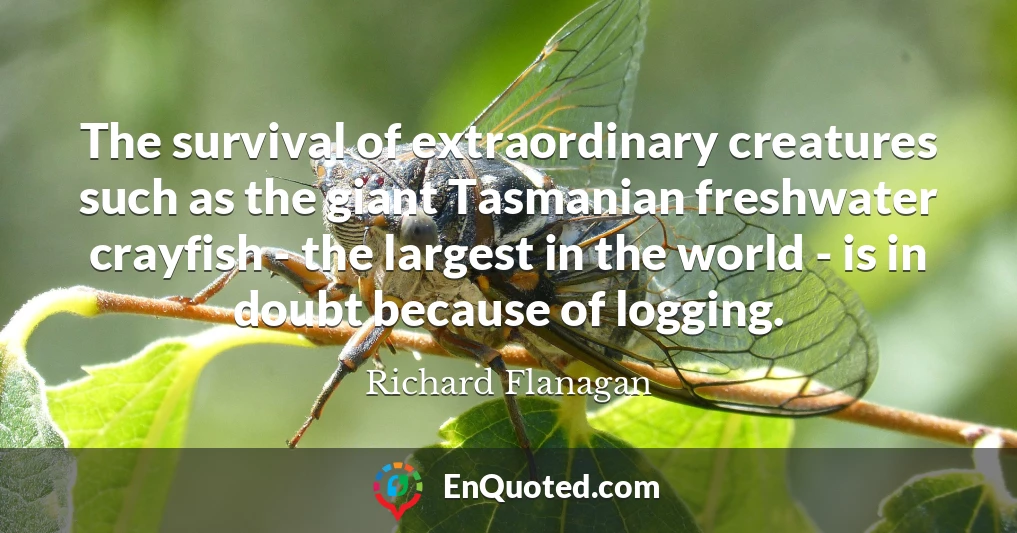 The survival of extraordinary creatures such as the giant Tasmanian freshwater crayfish - the largest in the world - is in doubt because of logging.