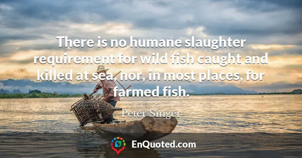 There is no humane slaughter requirement for wild fish caught and killed at sea, nor, in most places, for farmed fish.