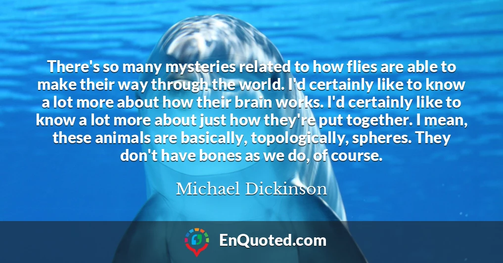 There's so many mysteries related to how flies are able to make their way through the world. I'd certainly like to know a lot more about how their brain works. I'd certainly like to know a lot more about just how they're put together. I mean, these animals are basically, topologically, spheres. They don't have bones as we do, of course.