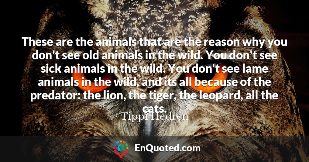 These are the animals that are the reason why you don't see old animals in the wild. You don't see sick animals in the wild. You don't see lame animals in the wild, and its all because of the predator: the lion, the tiger, the leopard, all the cats.