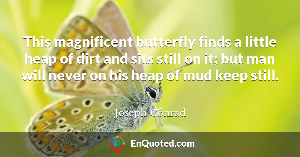 This magnificent butterfly finds a little heap of dirt and sits still on it; but man will never on his heap of mud keep still.