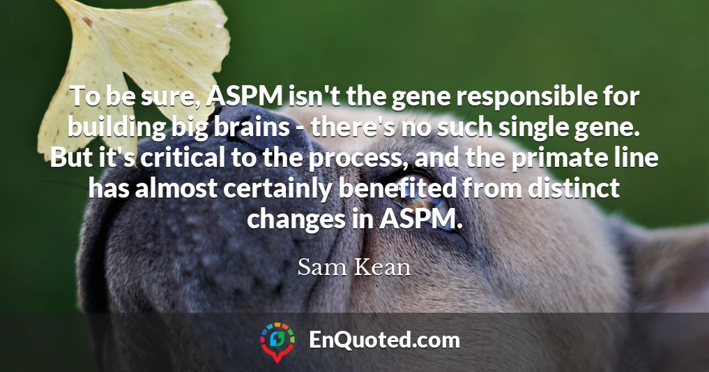 To be sure, ASPM isn't the gene responsible for building big brains - there's no such single gene. But it's critical to the process, and the primate line has almost certainly benefited from distinct changes in ASPM.