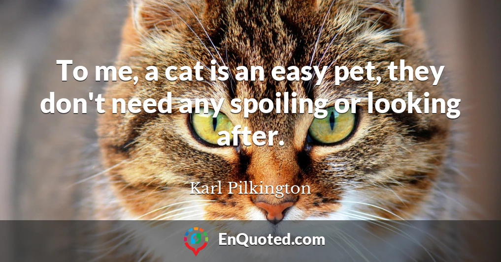 To me, a cat is an easy pet, they don't need any spoiling or looking after.