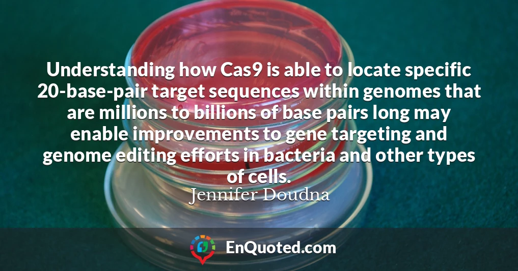 Understanding how Cas9 is able to locate specific 20-base-pair target sequences within genomes that are millions to billions of base pairs long may enable improvements to gene targeting and genome editing efforts in bacteria and other types of cells.
