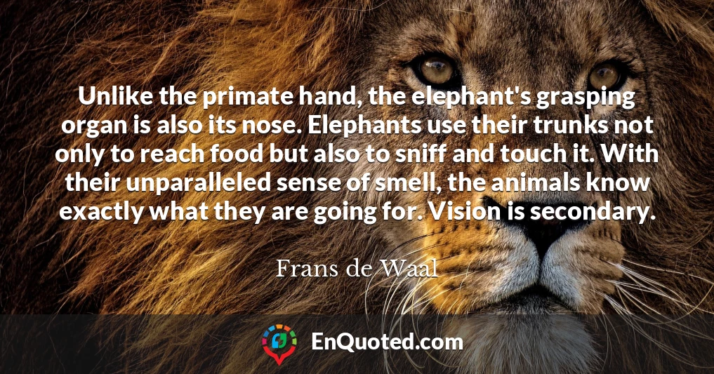 Unlike the primate hand, the elephant's grasping organ is also its nose. Elephants use their trunks not only to reach food but also to sniff and touch it. With their unparalleled sense of smell, the animals know exactly what they are going for. Vision is secondary.