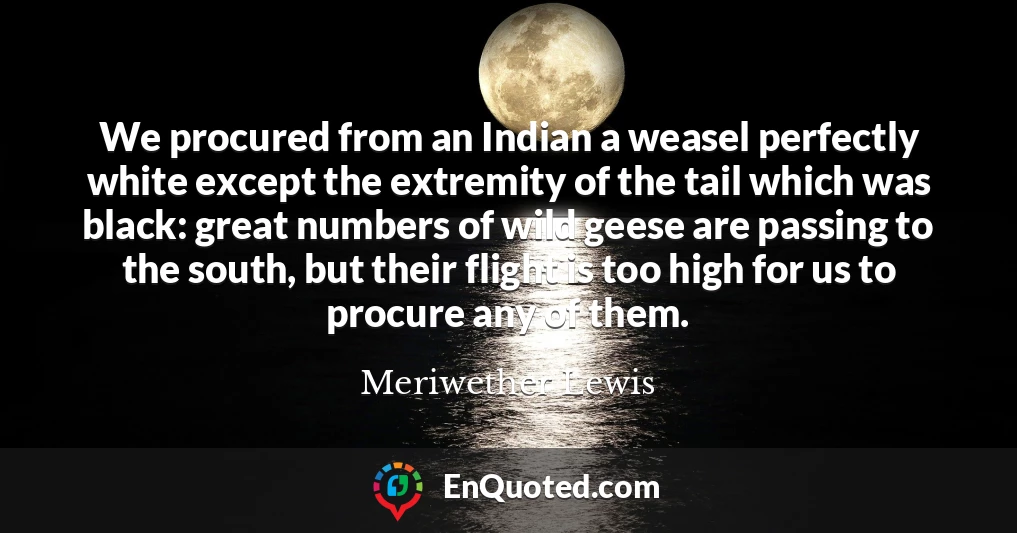 We procured from an Indian a weasel perfectly white except the extremity of the tail which was black: great numbers of wild geese are passing to the south, but their flight is too high for us to procure any of them.